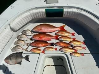 Gulfstream Trolling & Bottom Fish In New Smyrna Beach