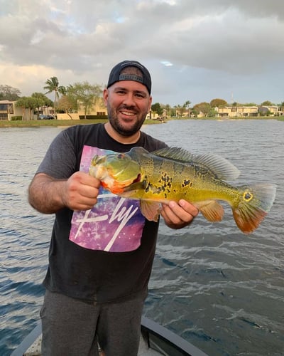 Peacock Bass Fishing Homestead Florida with Freshwater Bass Guides