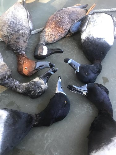 Duck Hunts In Crystal River