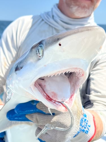 Alabama Shark Slam 31' In Orange Beach