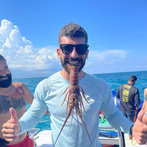 Lobster Diving Miami In Miami