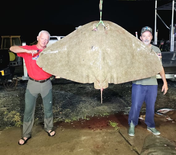 Giant Butterfly Ray Bowfishing In Ocean Pines