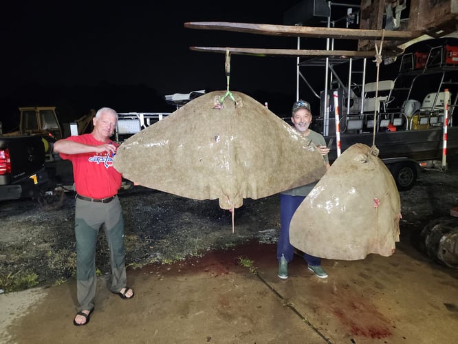 Giant Butterfly Ray Bowfishing In Ocean Pines