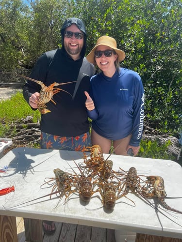 Catch Your Own Tasty Lobster! In Little Torch Key