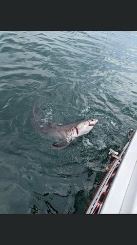 Offshore Monster Sharking!! In Freeport