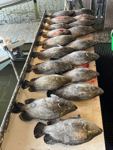 Classic Tripletail Trip In Boothville-Venice