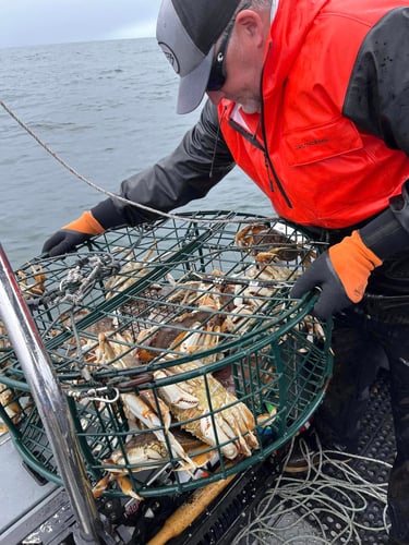 Cook And Clean Crabbing Trips In Warrenton