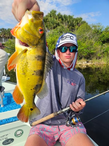 Peacock Bass: Fly Or Spin In Fort Lauderdale