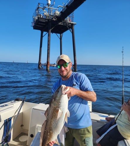 Marsh Redfish Pursuit In Saint Bernard