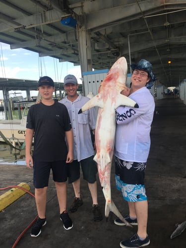 Galveston Shark Hunt!- 33' In Galveston