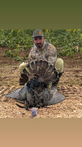 Rio Grande Turkey Hunt In Linn