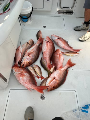 12 Hour Offshore Bottom Fishing And Deep Dropping In Englewood