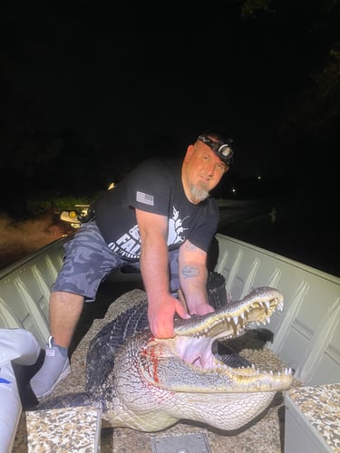 Notch Your Tag Public Land Alligator Hunt In Cape Coral
