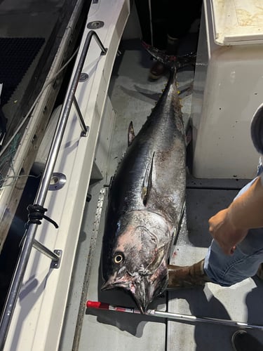 12 Hour Offshore Tuna In Los Angeles