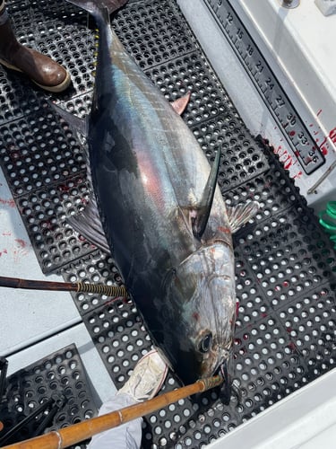 12 Hour Offshore Tuna In Los Angeles