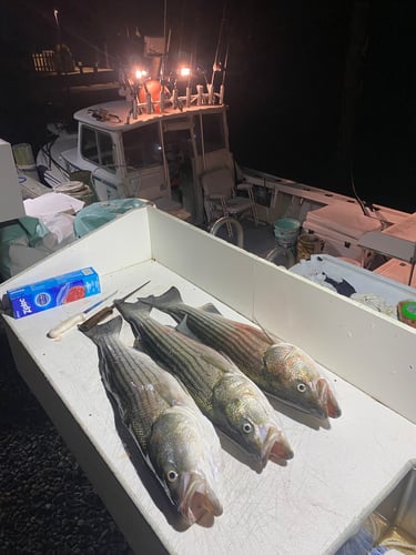 Evening/ Night Striped Bass In Montauk