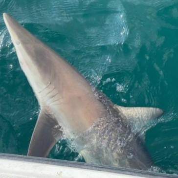 Action Packed Coastal Shark Trip In Port Orange