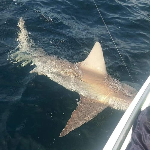 Action Packed Coastal Shark Trip In Port Orange