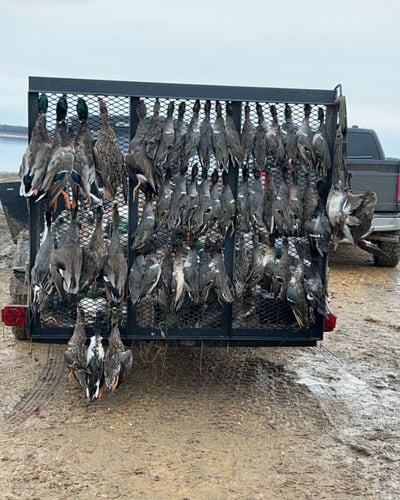 Full Day Duck And Goose Hunts W/ Lodging In DeWitt