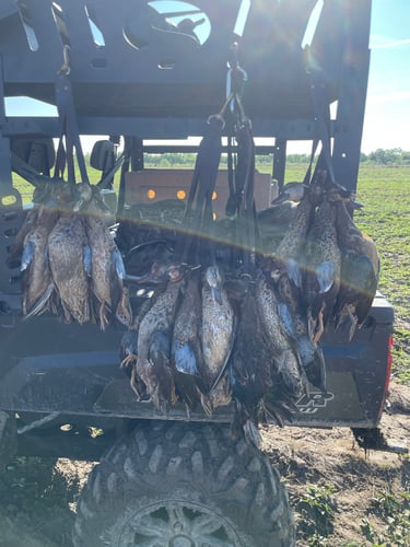 Louisiana Early Season Teal Hunts With LODGING In Biggers