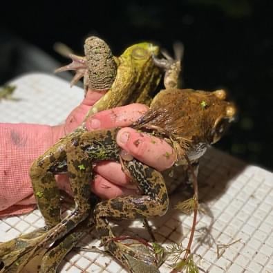 Louisiana Frogging In Marksville