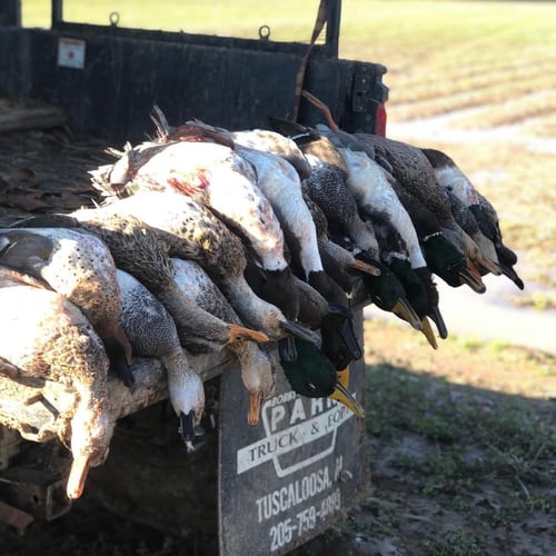 Duck Hunts W/ Meals & Lodging In Lake Village