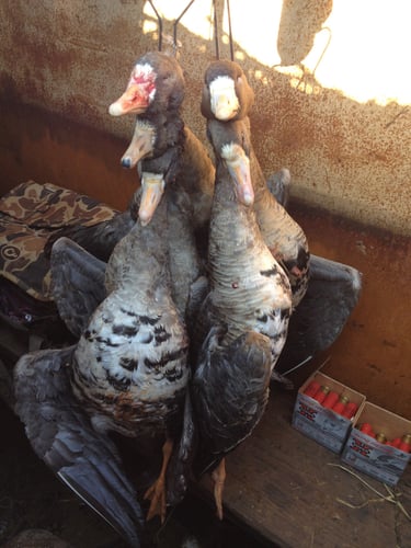 Morning Duck/Afternoon Goose Combo Hunt In Walnut Ridge