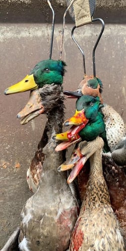 Morning Duck And Goose Hunts In Walnut Ridge
