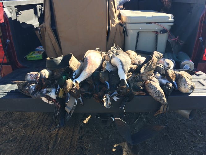Morning Duck/Afternoon Goose Combo Hunt In Walnut Ridge