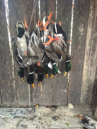 Duck Hunting W/ Lodging Available In Fisher