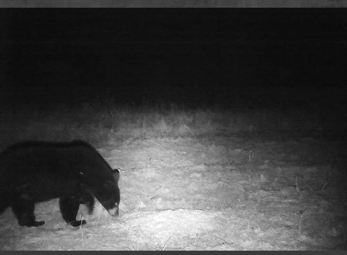 Arkansas Bear 4 Nights / 3 Days In Little Rock