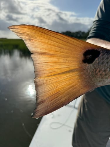 Inshore Aboard Sportsman Bay Boat In Charleston