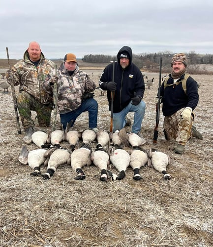 Guided Canada Goose Hunts In Minnesota In Byron