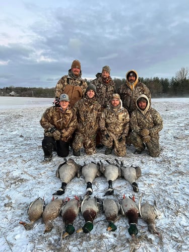 Guided Canada Goose Hunts In Minnesota In Byron