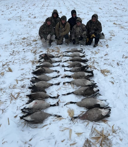 Guided Canada Goose Hunts In Minnesota In Byron