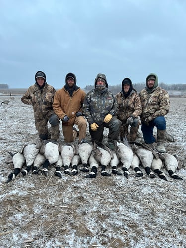 Guided Canada Goose Hunts In Minnesota In Byron