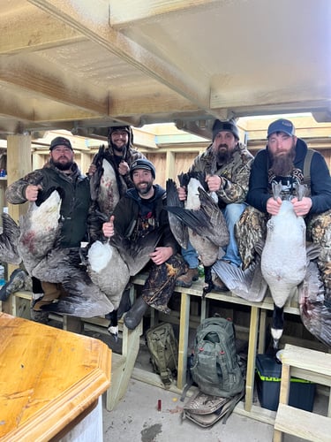 Guided Canada Goose Hunts In Minnesota In Byron