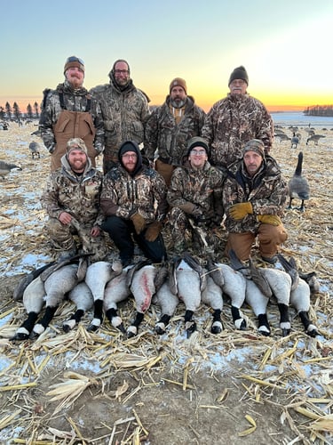 Guided Canada Goose Hunts In Minnesota In Byron