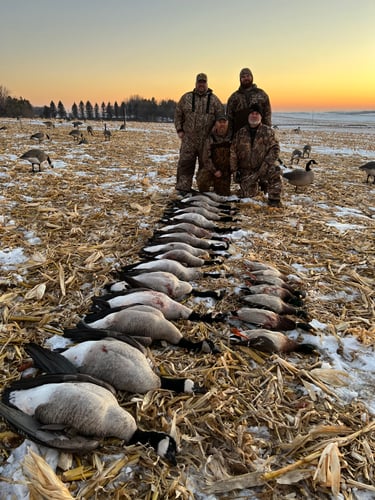 Guided Canada Goose Hunts In Minnesota In Byron