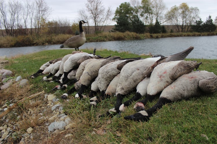 Guided Canada Goose Hunts In Minnesota In Byron