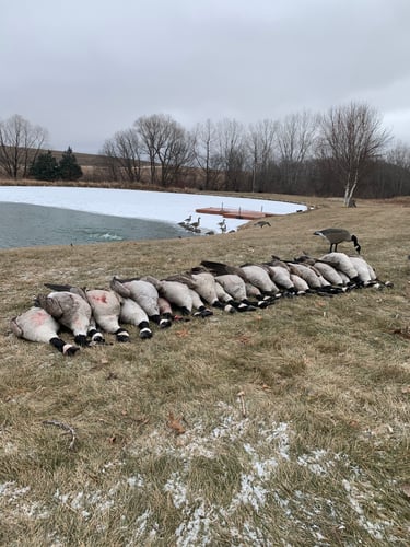 Guided Canada Goose Hunts In Minnesota In Byron