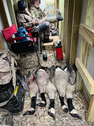 Guided Canada Goose Hunts In Minnesota In Byron