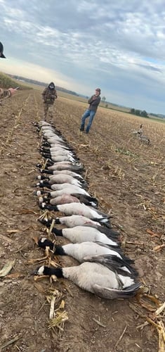 Wisconsin Early Season Guided Goose Hunts In Baldwin