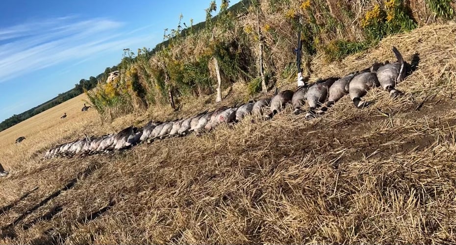 Wisconsin Early Season Guided Goose Hunts In Baldwin