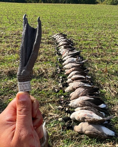 Wisconsin Early Season Guided Goose Hunts In Baldwin