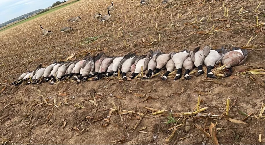 Wisconsin Early Season Guided Goose Hunts In Baldwin