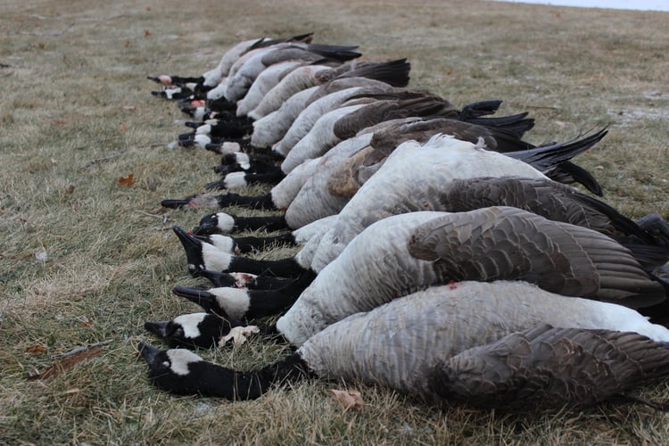 Wisconsin Early Season Guided Goose Hunts In Baldwin