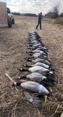 Wisconsin Early Season Guided Goose Hunts In Baldwin