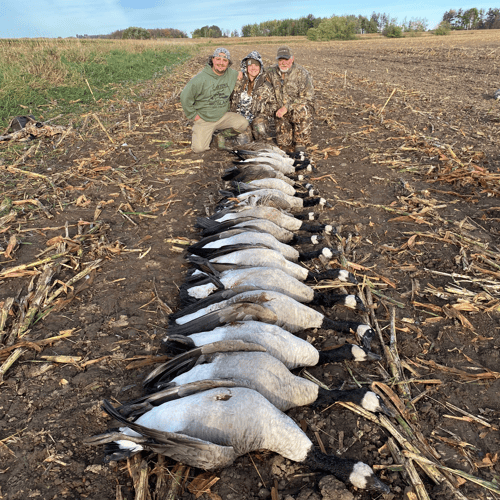 Wisconsin Early Season Guided Goose Hunts In Baldwin