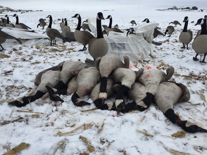 Wisconsin Early Season Guided Goose Hunts In Baldwin